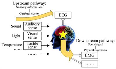 Homology Characteristics of EEG and EMG for Lower Limb Voluntary Movement Intention